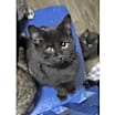 Thumbnail photo of Zira #2