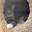 Thumbnail photo of Gracie (Mom of grey litter) #4