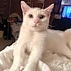 Thumbnail photo of Draco #1