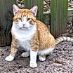 Thumbnail photo of Buster #2