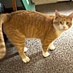 Thumbnail photo of Buster #3
