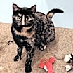 Thumbnail photo of Hobbee #1