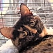 Thumbnail photo of Hobbee #2