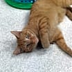 Thumbnail photo of Nemo @ The Cat's Brew #4