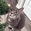 Thumbnail photo of Abbey - Chonky Chonk #1