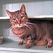Thumbnail photo of Sam (Sweet Tabby) #3