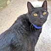 Thumbnail photo of Fatboy (Bonded to Rudy)(in fos #1