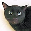 Thumbnail photo of Jet #1