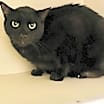 Thumbnail photo of Jet #3
