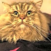 Thumbnail photo of Tricki Woo #1