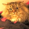 Thumbnail photo of Tricki Woo #3
