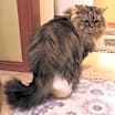 Thumbnail photo of Tricki Woo #4
