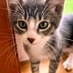 Thumbnail photo of Victor #2