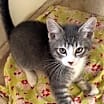 Thumbnail photo of Victor #3