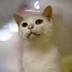 Thumbnail photo of Cotton #3