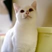 Thumbnail photo of Cotton #2