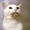 Thumbnail photo of Cotton #4