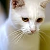Thumbnail photo of Cotton #1