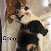 Thumbnail photo of Coco and Zizi #4