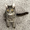Thumbnail photo of Lancelot #2