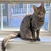Thumbnail photo of Lancelot #3