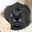 Thumbnail photo of Kitty Bang Bang #1