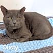 Thumbnail photo of Dusty #1