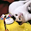 Thumbnail photo of Dean #3