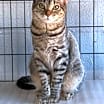 Thumbnail photo of Olivia Benson #2