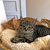 Thumbnail photo of Sweetpea #1