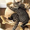 Thumbnail photo of Sweetpea #3