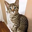 Thumbnail photo of Sweetpea #4