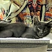 Thumbnail photo of Coal #3