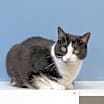 Thumbnail photo of Spunky #2
