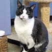 Thumbnail photo of Spunky #3