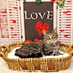 Thumbnail photo of Gabby #1