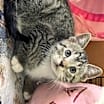 Thumbnail photo of Reggie #3
