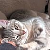 Thumbnail photo of Bolo #3
