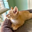 Thumbnail photo of Ozzy #2