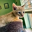 Thumbnail photo of Ozzy #3