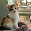 Thumbnail photo of Casey #1