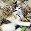 Thumbnail photo of Casey #4