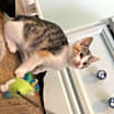Thumbnail photo of Cleo #2