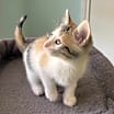 Thumbnail photo of Cleo #3