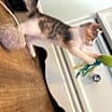 Thumbnail photo of Cleo #4