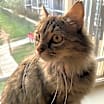 Thumbnail photo of Luna #1