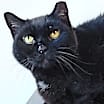 Thumbnail photo of Meowser #1