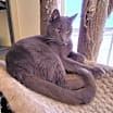 Thumbnail photo of Gino #1