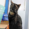Thumbnail photo of Over Easy #1