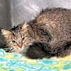 Thumbnail photo of Sophie Mae (Photos 1/4/2025) #2
